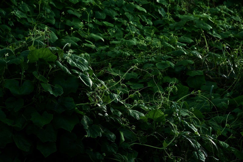 鬱蒼と生い茂ったつる植物の写真