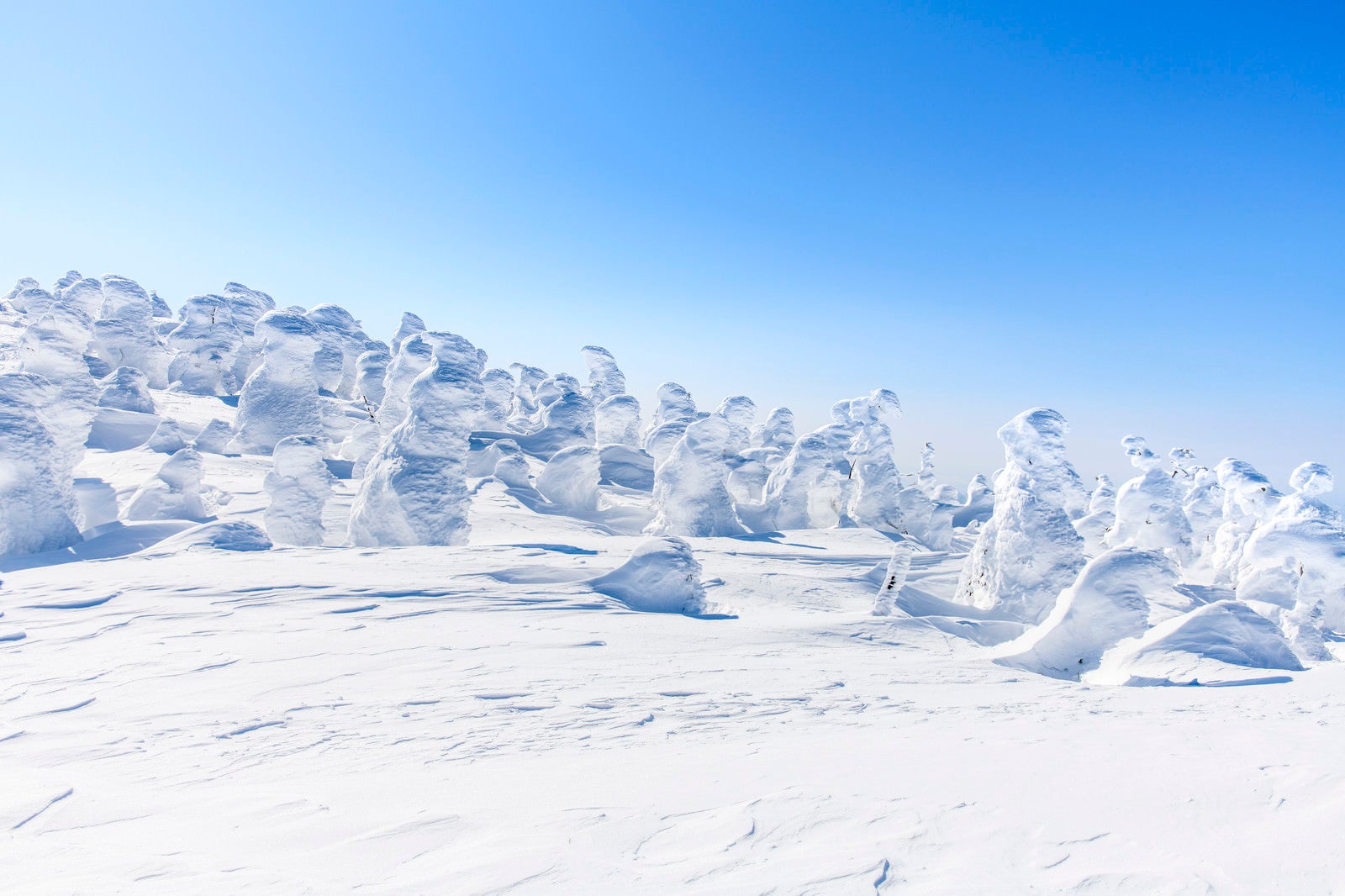 「西吾妻山樹氷（スノーモンスター）」の写真
