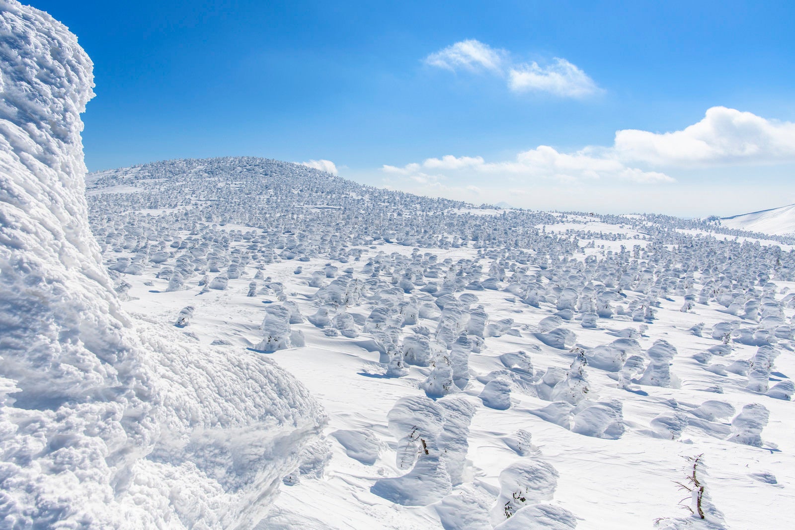 「西吾妻山神社方面から見る辺り一面の樹氷原」の写真