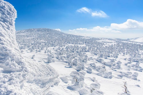 西吾妻山神社方面から見る辺り一面の樹氷原の写真