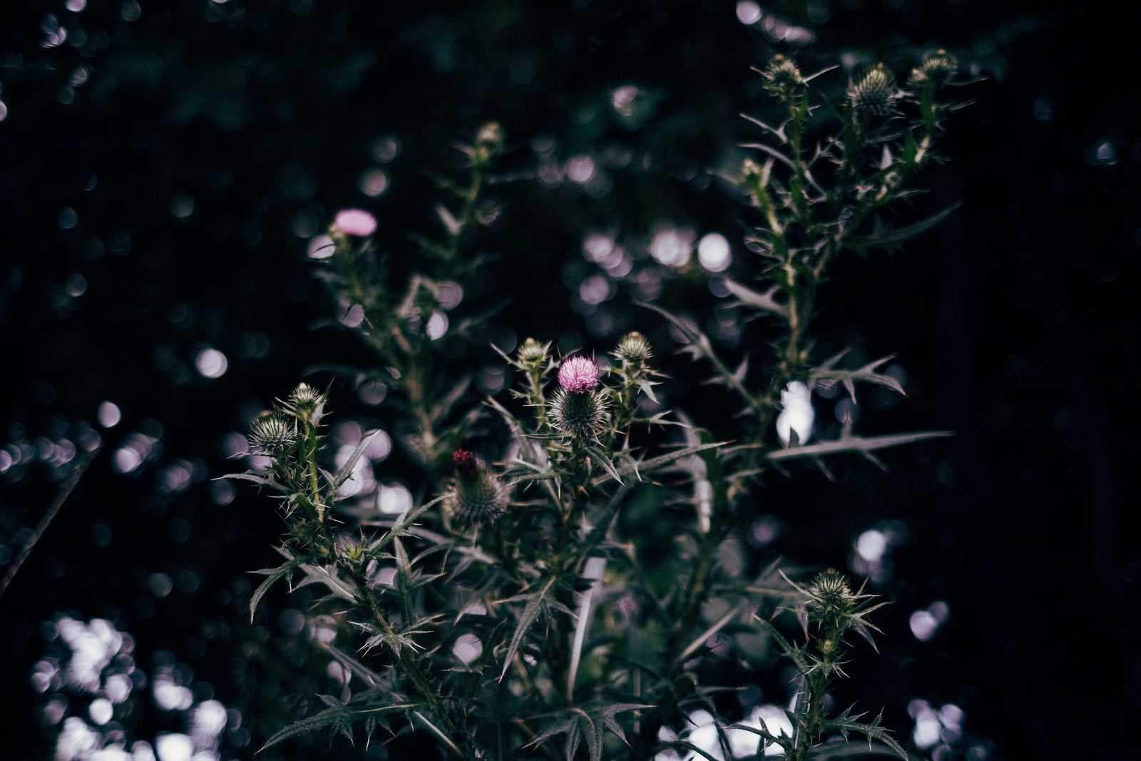 「とげとげしいアザミの花」の写真