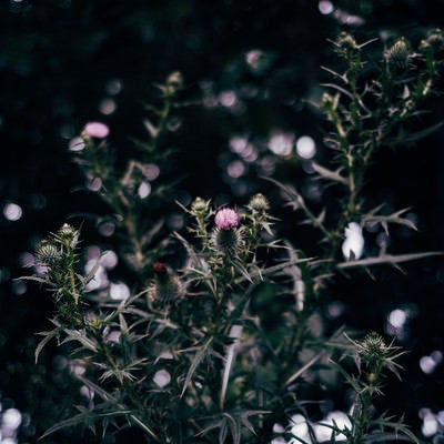 とげとげしいアザミの花の写真