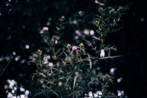 とげとげしいアザミの花の写真