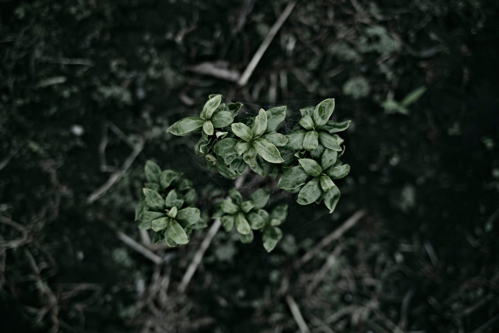 「なまめかしい光沢をもつ若木の葉」の写真