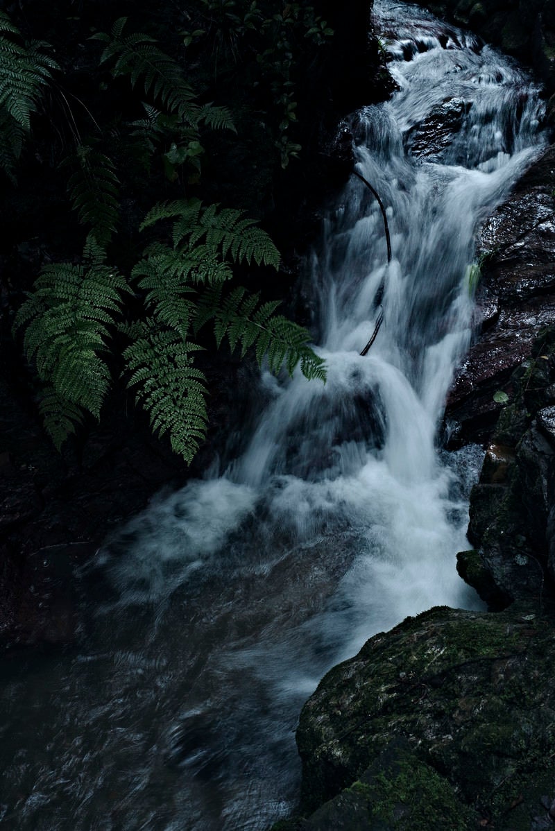 「シダが生い茂る小さな渓流の流れ」の写真