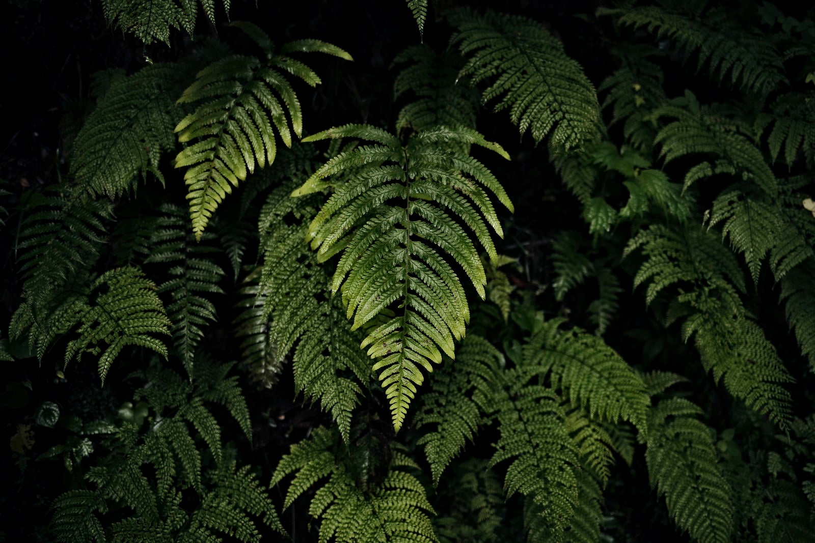 「シダ林から浮かび上がる1つの葉」の写真