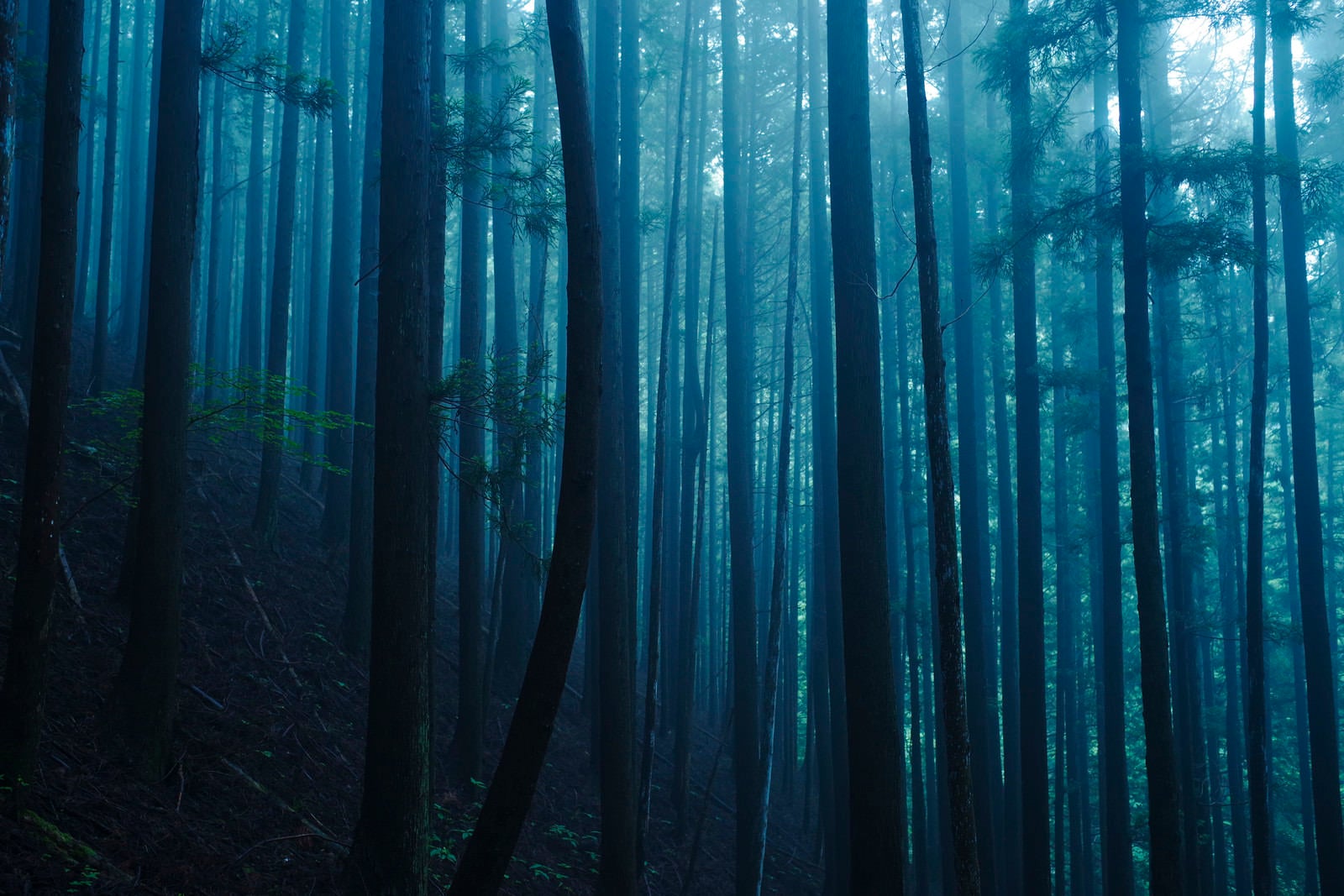 「一本だけ曲がった幹を持つ杉が特徴的な杉林」の写真