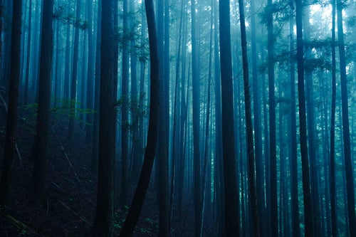 一本だけ曲がった幹を持つ杉が特徴的な杉林の写真
