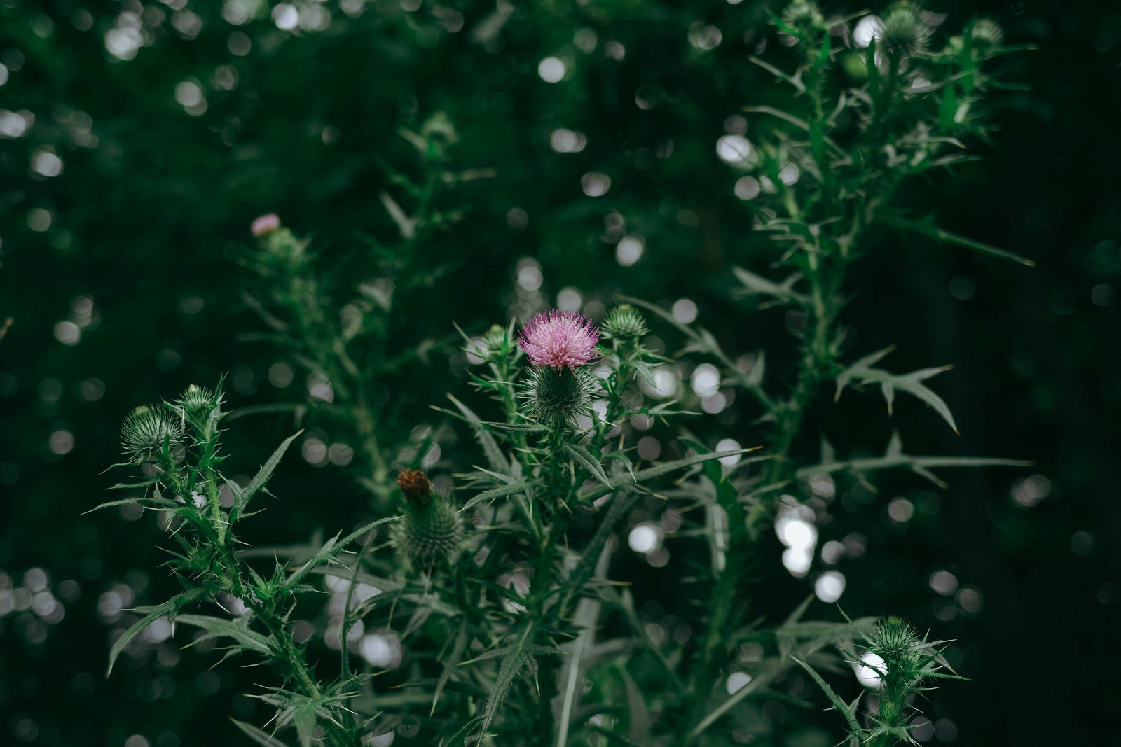 「一輪だけ咲いたアザミの花」の写真