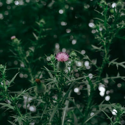 一輪だけ咲いたアザミの花の写真