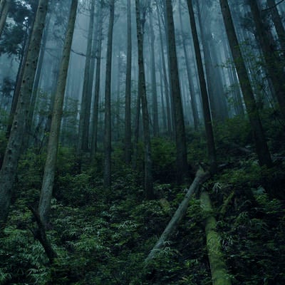 倒木と霧の杉林の写真