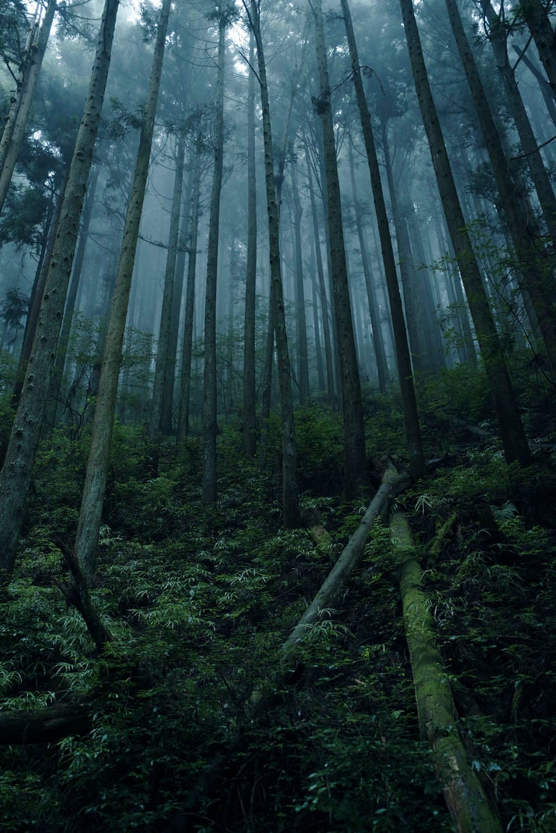 「倒木と霧の杉林」の写真