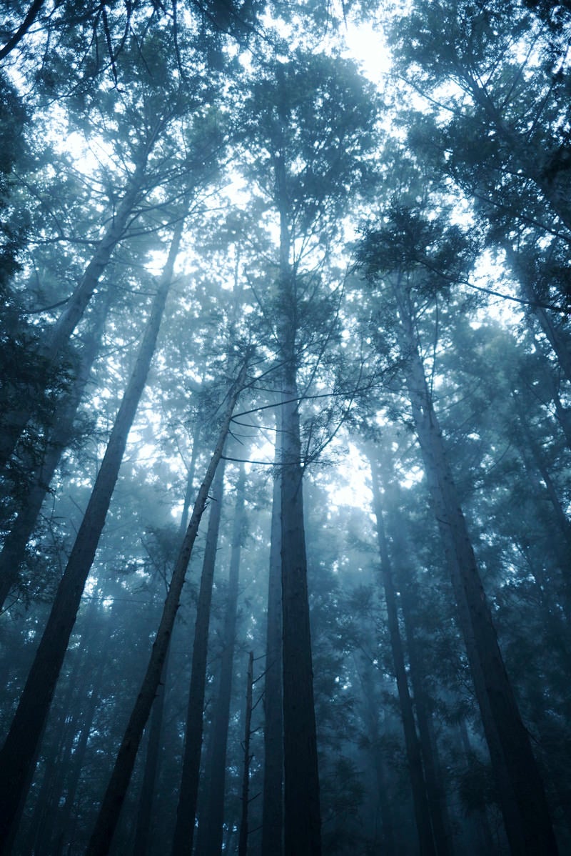 「光が降り注ぐ杉林」の写真