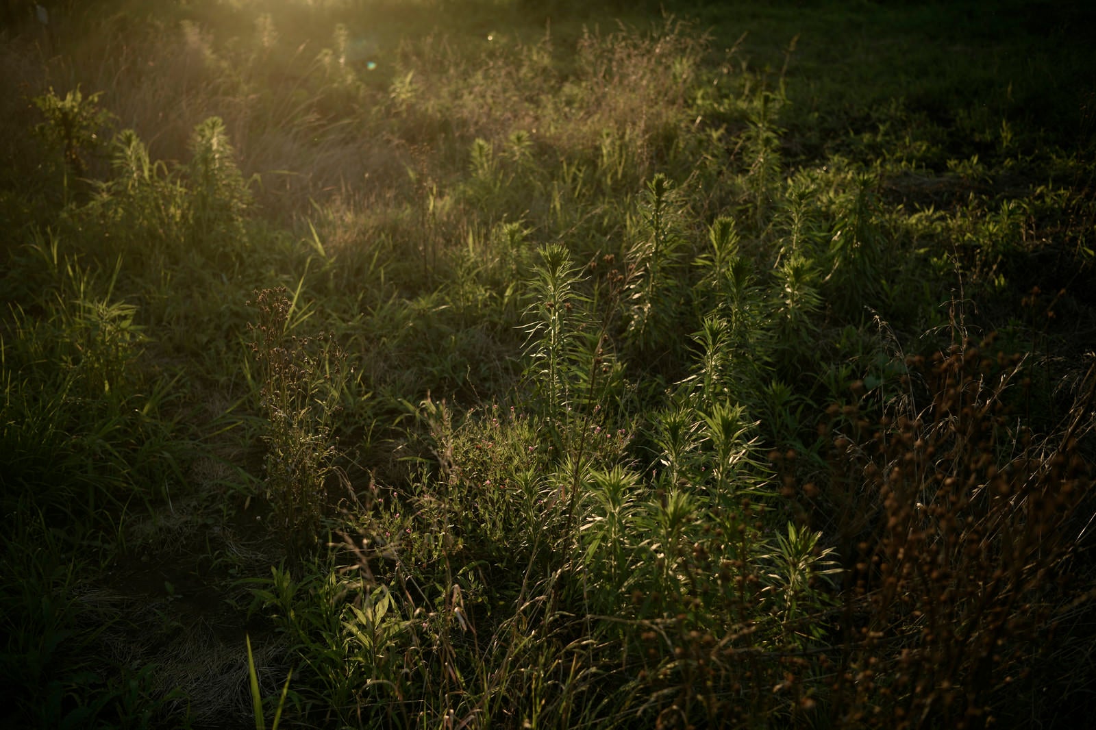 「夕日で浮かび上がる雑草地帯の草」の写真