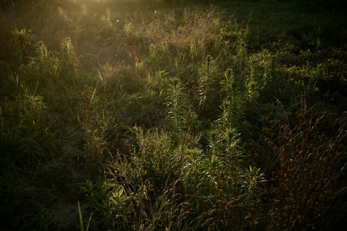 夕日で浮かび上がる雑草地帯の草の写真