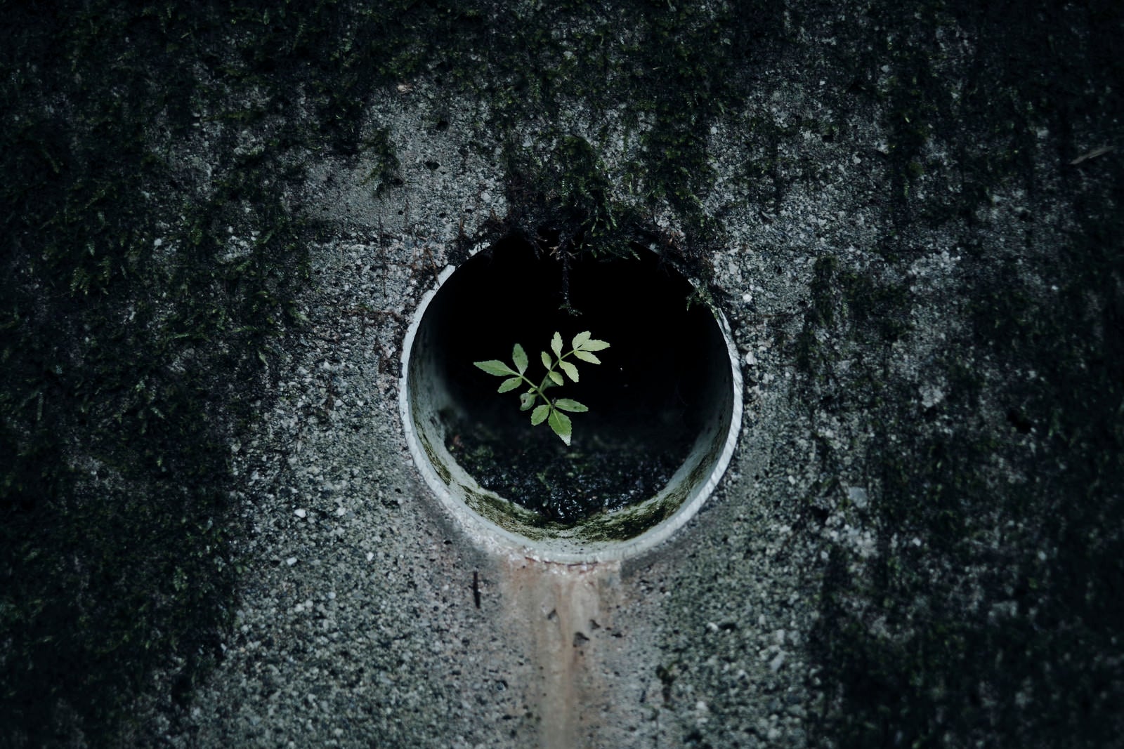 「導水管の中で芽吹いた木」の写真