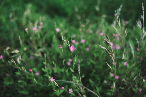 小さなピンクの花を広げる道端の草の写真