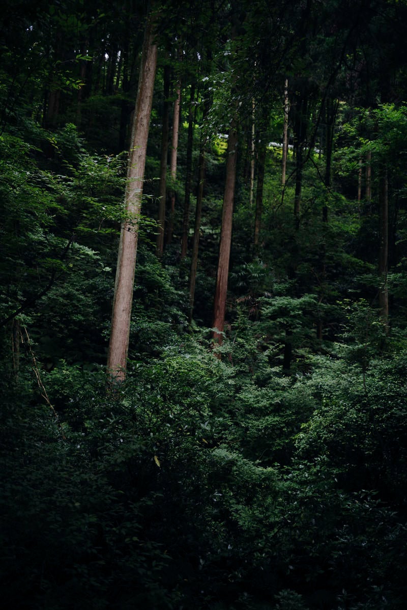 「峠道に浮かび上がる杉の木」の写真