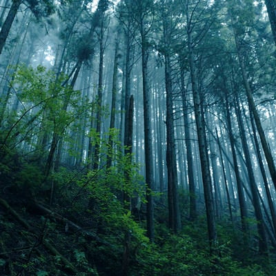 新緑と霧の杉林の写真