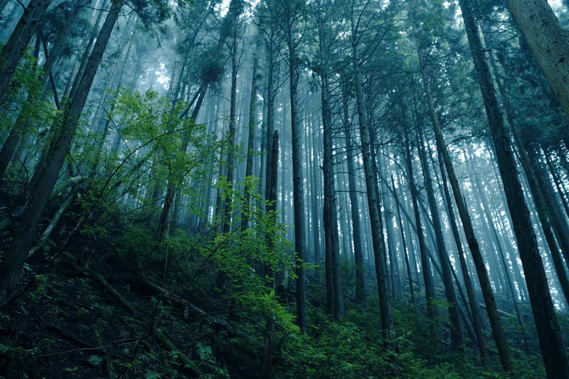 新緑と霧の杉林の写真