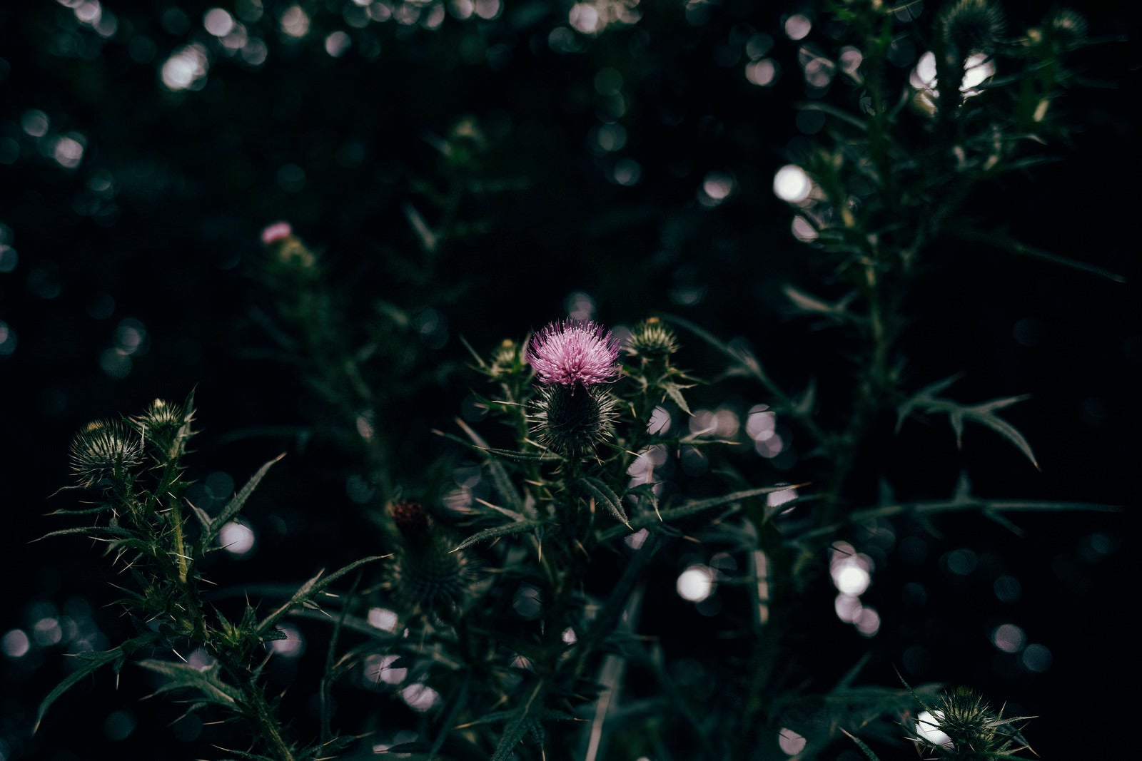 「暗がりに浮かび上がるアザミの花」の写真