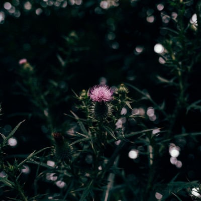 暗がりに浮かび上がるアザミの花の写真