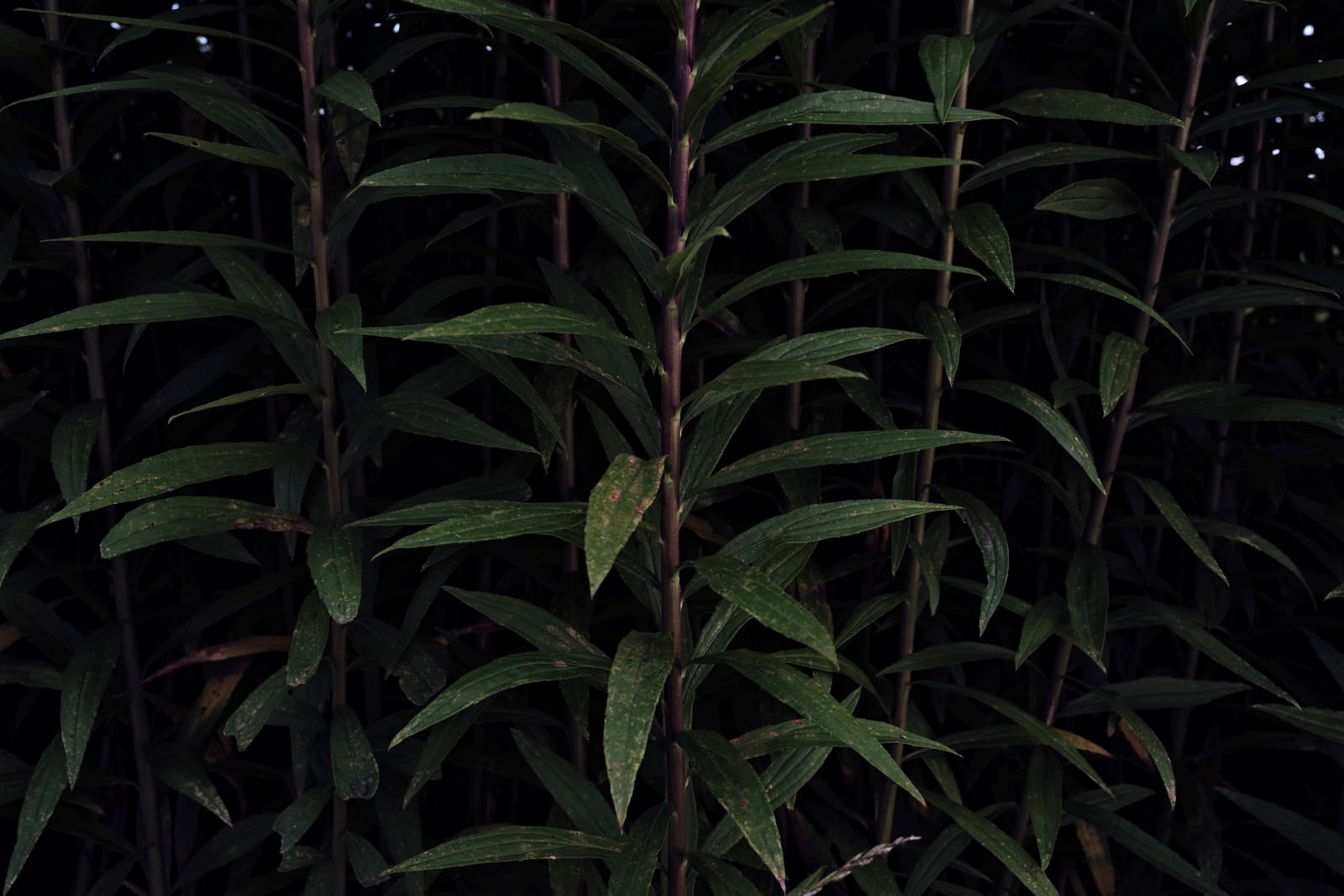 「暗がりに浮かび上がる背の高い草の幹」の写真