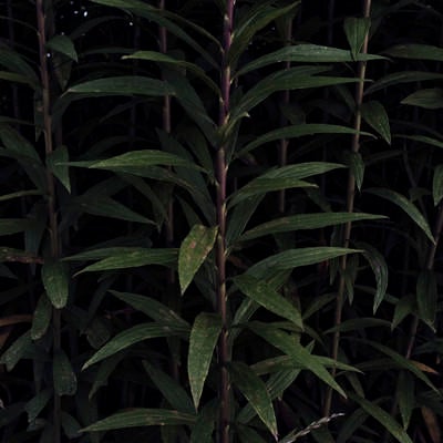 暗がりに浮かび上がる背の高い草の幹の写真