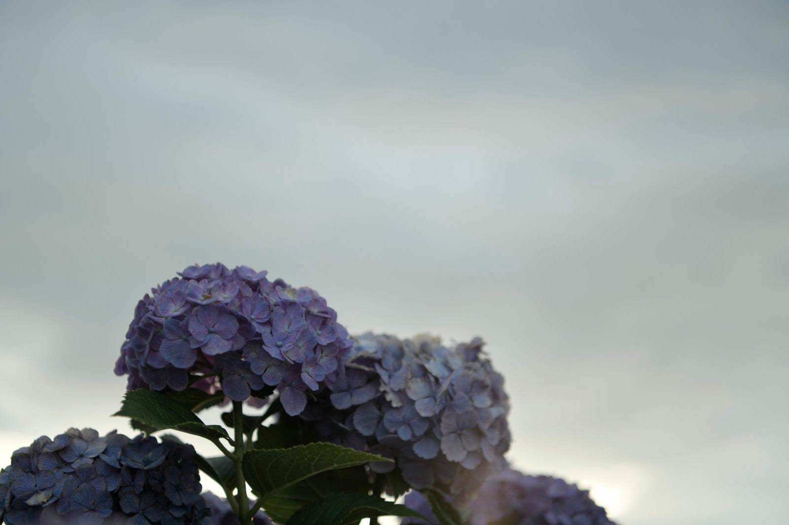 「曇天の下で寂しそうに咲くアジサイ」の写真