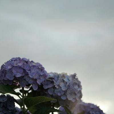 曇天の下で寂しそうに咲くアジサイの写真