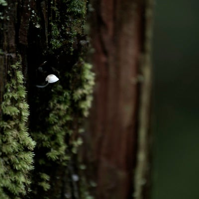 杉の幹から生えたキノコの写真