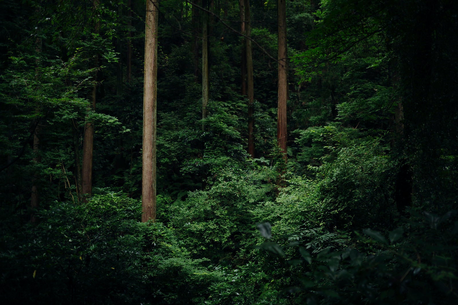 「杉林で浮かび上がる立派な杉の木」の写真