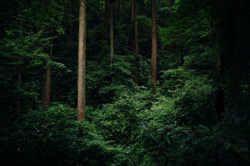 杉林で浮かび上がる立派な杉の木の写真