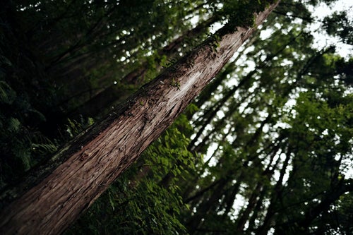 杉林に生える一本の杉の写真