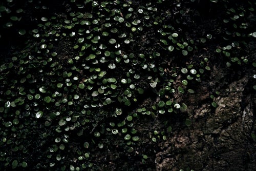 水が滴る壁に生い茂るコケ類の写真