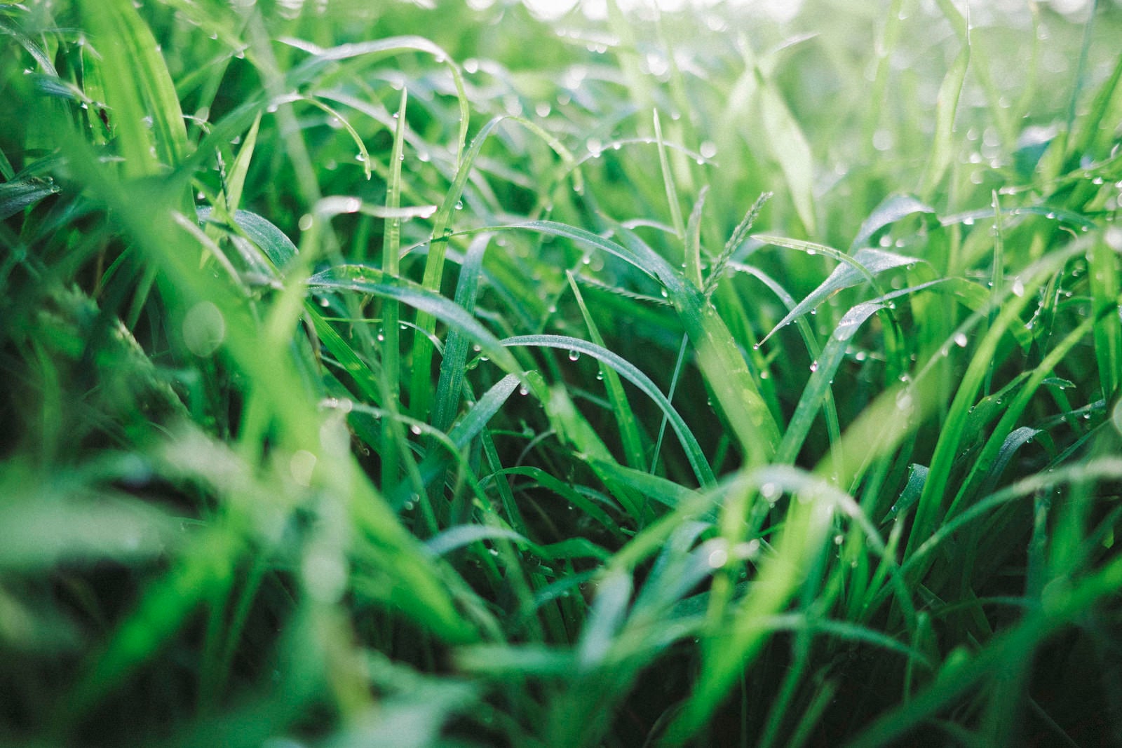 「水滴踊る緑の草」の写真
