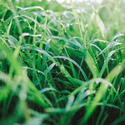 水滴踊る緑の草の写真