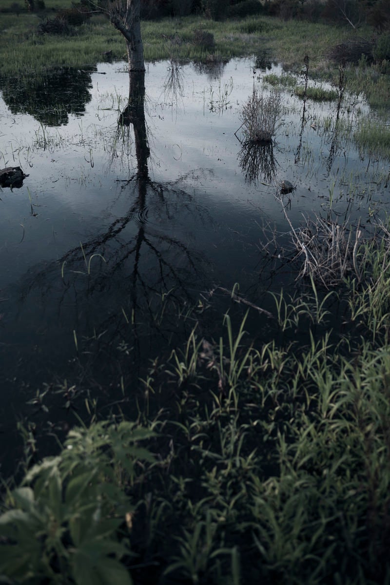 「水面に映る立ち枯れの木」の写真