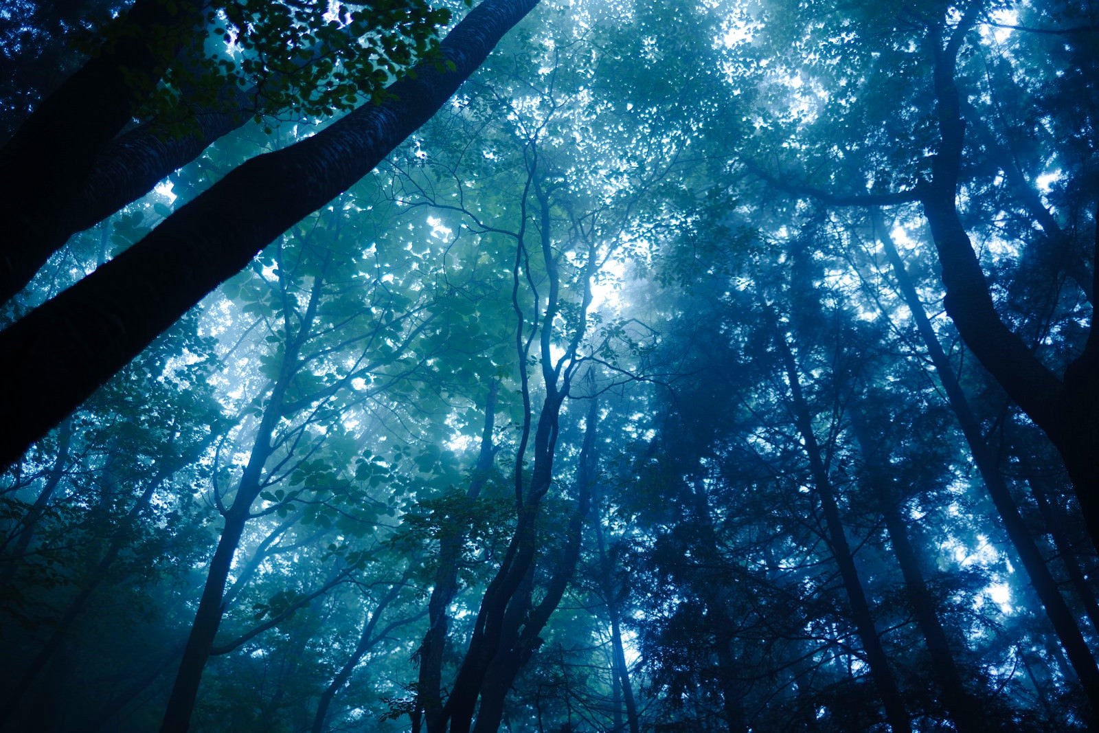 「緑の光と青い光が美しい霧の森」の写真