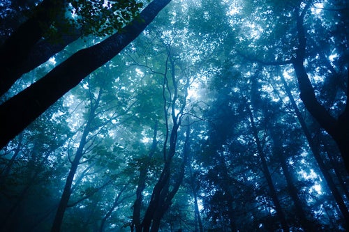 緑の光と青い光が美しい霧の森の写真