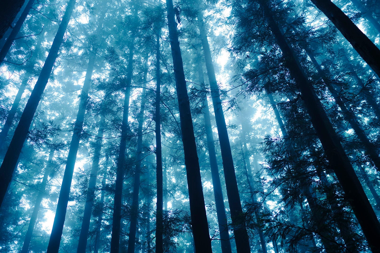 「緑の光降り注ぐ杉林」の写真