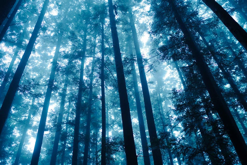 緑の光降り注ぐ杉林の写真