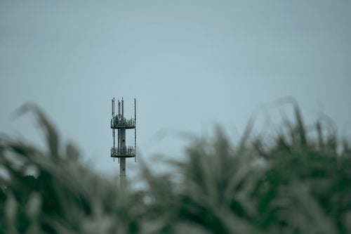 草木の向こうに見える電波塔の写真