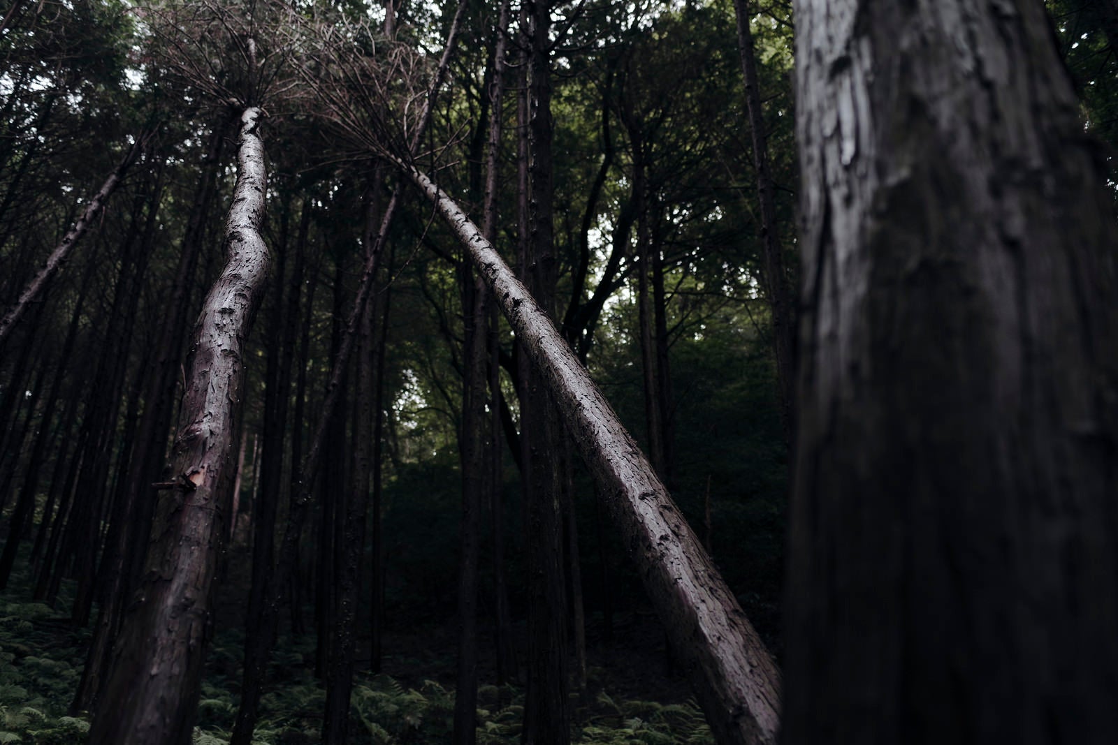 「金属光沢を放つ杉の倒木」の写真