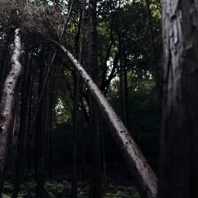 金属光沢を放つ杉の倒木の写真