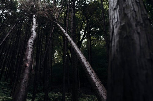 金属光沢を放つ杉の倒木の写真