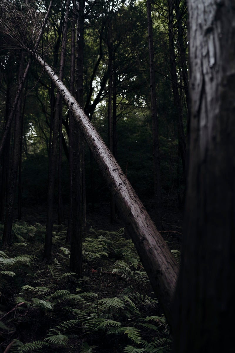 「銀の光沢を放つ杉」の写真