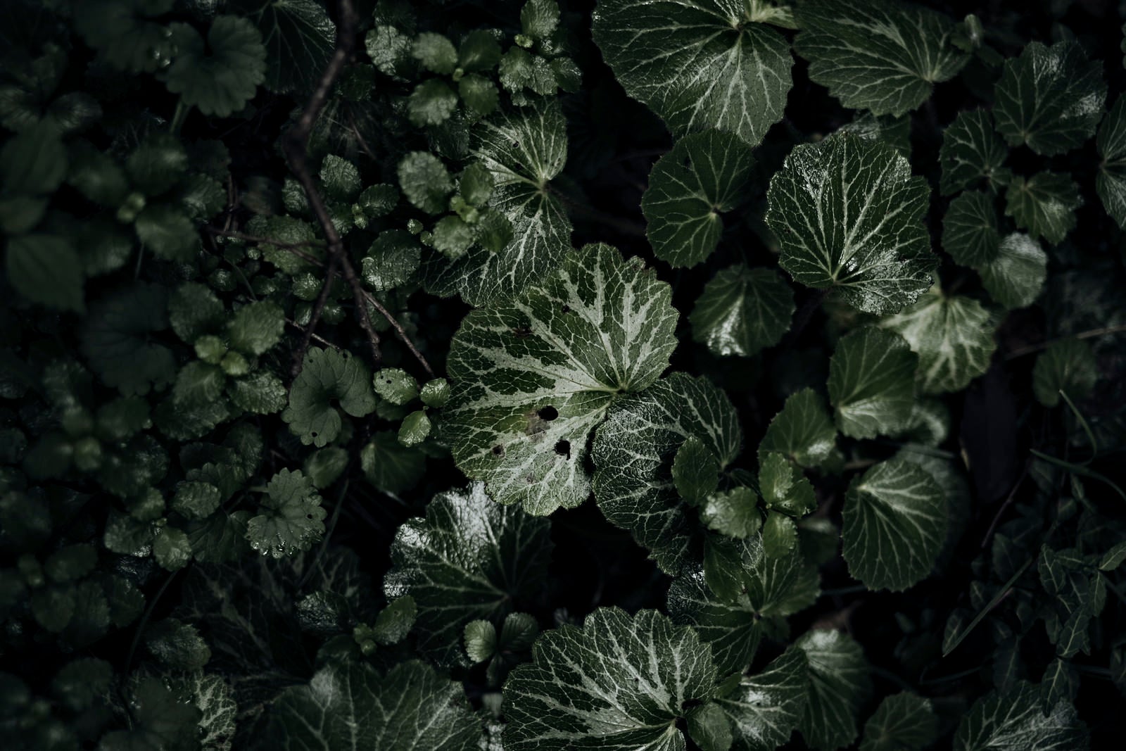 「銀光沢を放つ白と緑の葉」の写真