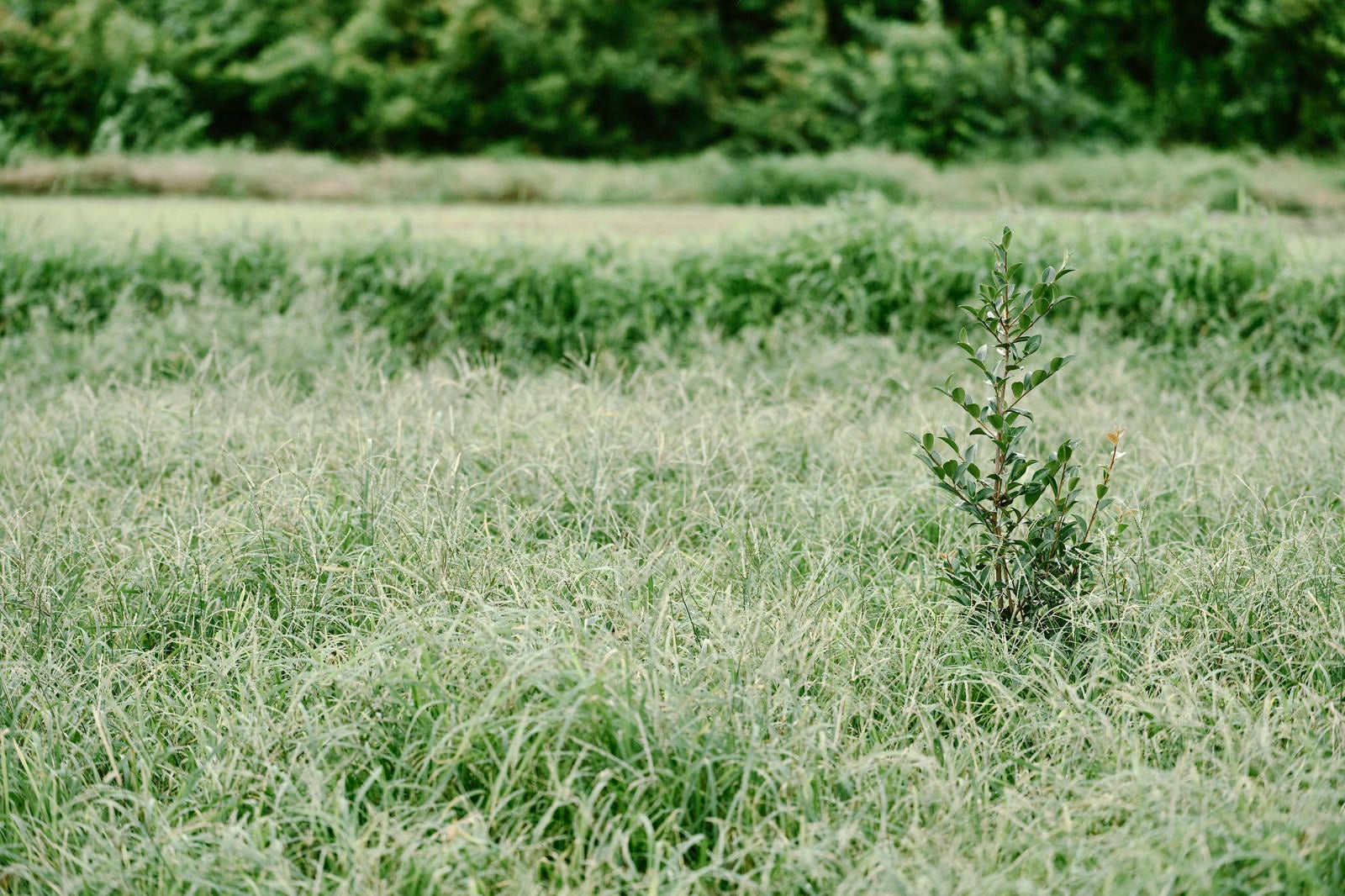「雑草地帯で育つ若木」の写真