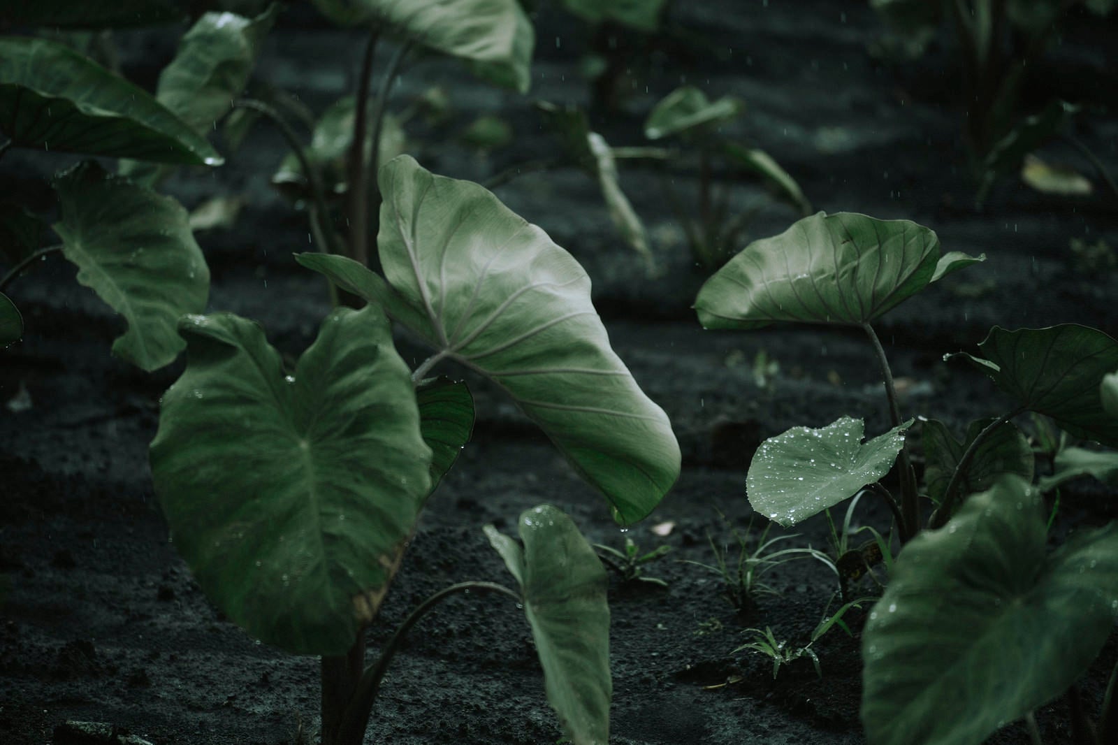 「雨をはじく里芋の葉」の写真